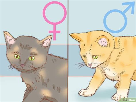 how to determine the gender of a cat