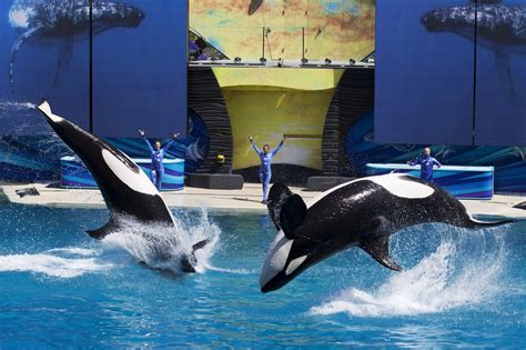 Seaworld Says It Will End Breeding Of Killer Whales The New York Times