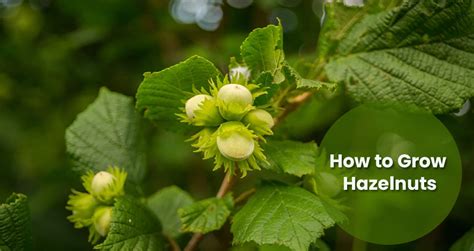 How Do Hazelnut Trees Grow Planting Filberts Care Tips