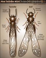 White Ants And Termites Difference Pictures
