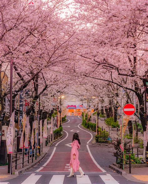 Sakura Dori Street Review Beautiful Cherry Blossom Street In Shibuya TRIPROUD