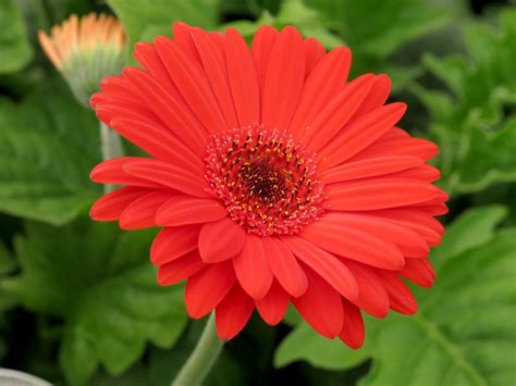 Celebrate and remember the lives we have lost in los angeles, california. Gerbera Daisy, Maryland Spring Flowers IMG_7508 | Day trip ...