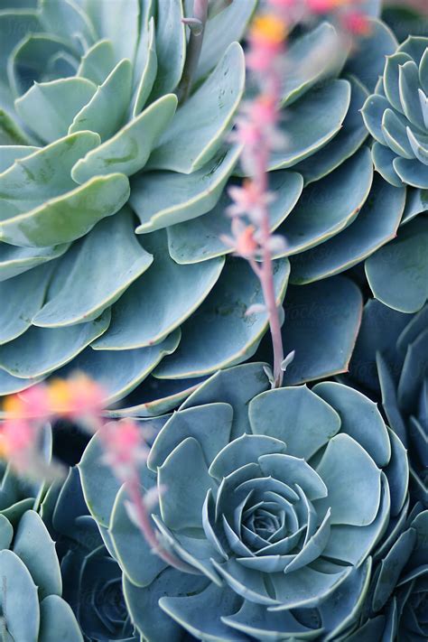 Vibrant Flowering Succulent Plants By Stocksy Contributor Alicia