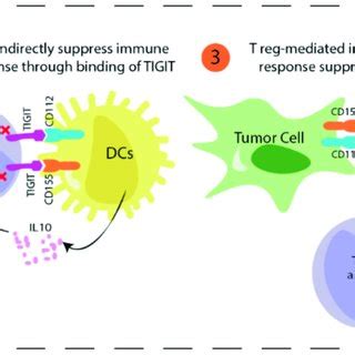 TIGIT In Cancer Immunotherapy TIGIT Is Expressed On Effector T And