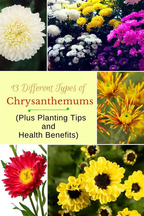 13 Different Types Of Chrysanthemums Plus Planting Tips And Health
