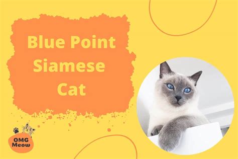 Blue Point Siamese Cat Interestin Facts Traits And Types