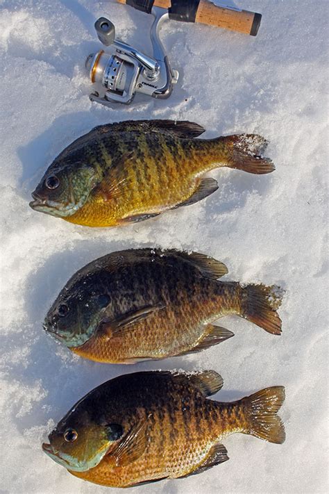 Ice Fishing For Bluegill The Hill Restaurant Lounge And Motel