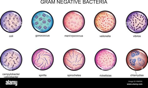 Bacterias Gram Negativo Fotograf As E Im Genes De Alta Resoluci N Alamy