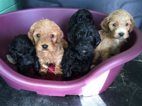 Rehome buy and sell, and give an animal a forever home with preloved! Cockapoo Puppies For Sale | Salt Lake City, UT #242343