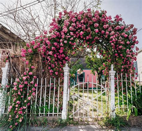 This Rose Arbor Just Makes Me 😍 Hope It Does The Same For You🌹 Rose