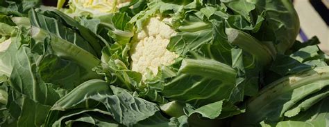 Cauliflowers are cruciferous vegetables, and typically cruciferous vegetables bring about gas in small pets. Can Guinea Pigs Eat Cauliflower Florets, Leaves & Stalks?