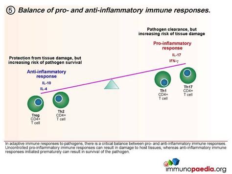 A Closer Look At Cd4 T Cells Immunopaedia