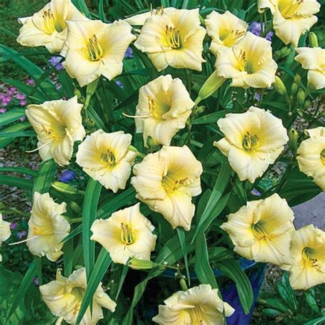 Dwarf Reblooming Daylily Collection Premium Dutch Flower Bulbs