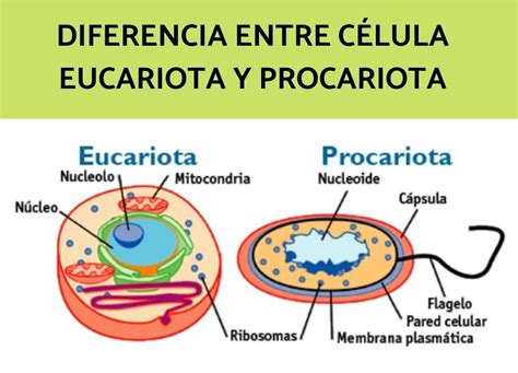 Diferencia Entre Celula Eucariota Y Procariota Orig Educaci N