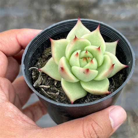 Echeveria Lovely Q Let Love Grow Succulent And Cactus