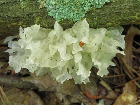Snow Fungus Hot Springs National Park Arkansas Fungi · Inaturalist