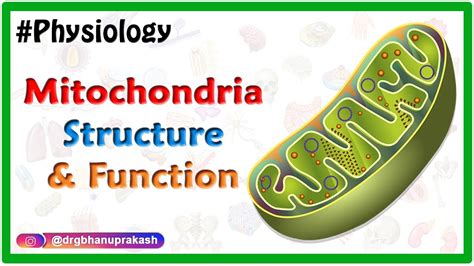Mitochondria Structure And Function Animation Usmle Step 1 Physiology
