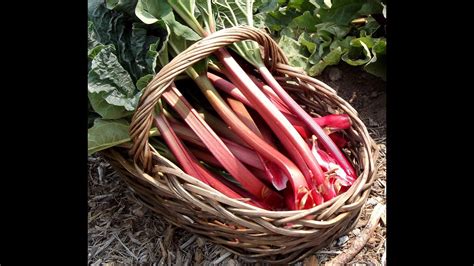 Planting And Growing Rhubarb Youtube