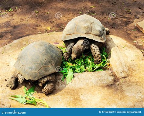 Turtles Are Very Long Lived Reptiles Herbivorous Stock Photo Image