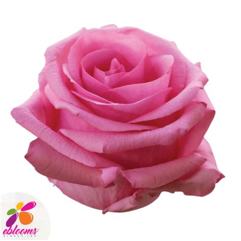 Opala Medium Pink Rose Variety Ebloomsdirect Eblooms Farm Direct Inc