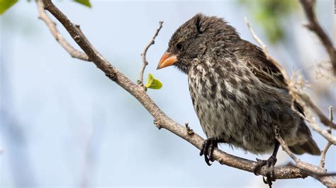 Is Fear Hereditary Darwins Frightened Galapagos Finches Suggest The