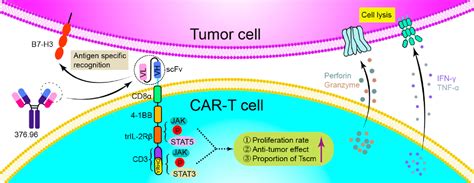 Highly Proliferative And Hypodifferentiated Car T Cells Targeting B7h3