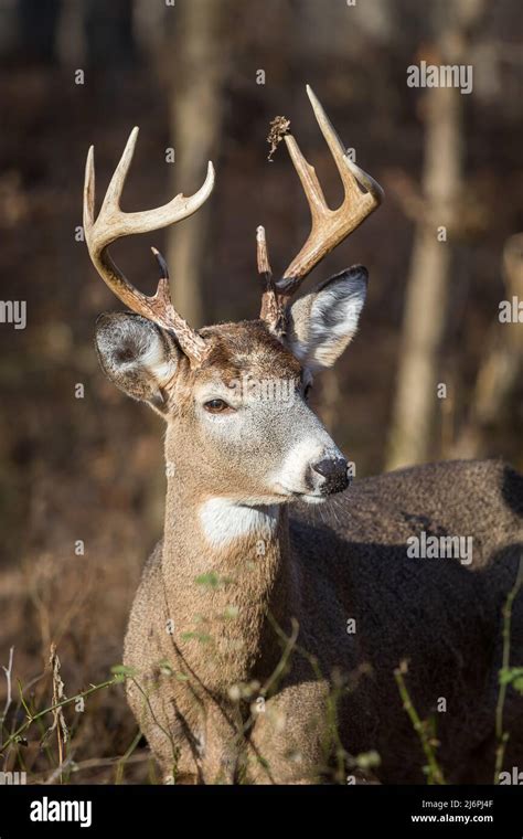 8 Point Whitetail Deer Buck Facing Camera With The Sun Shining On Him