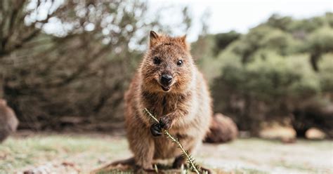 Quokka The Happiest Animal On Earth Answers In Genesis