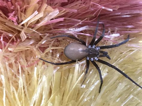Female Kukulcania Hibernalis Southern House Spider In Maud Texas