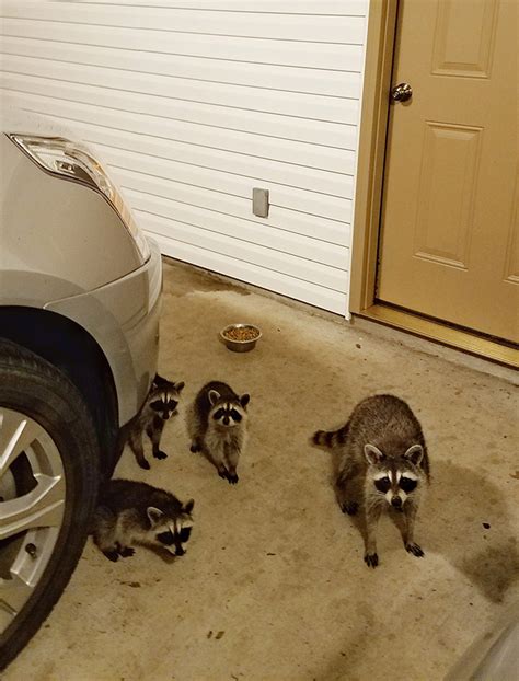 Learn about the opossum diet and find out where the pests go to find food. This Raccoon And Opossum Travel And Eat Cat Food Together