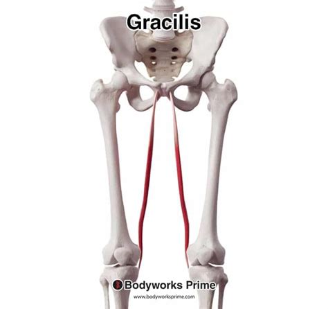 Gracilis Origin And Insertion