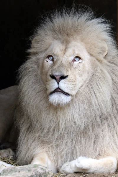 White Lion In Zoo — Stock Photo © Ebfoto 127328574