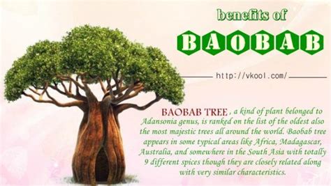 18 Benefits Of Baobab Fruits Powder And Oil For Entire Health