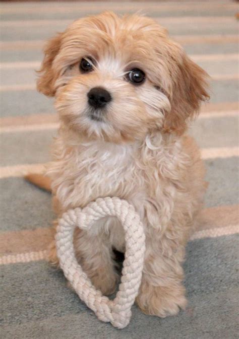 Pretty Pet Kennel Cavapoo Puppy For Sale