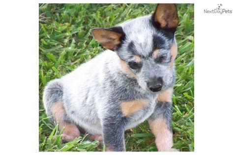 Australian Cattle Dog/Blue Heeler puppy for sale near ...