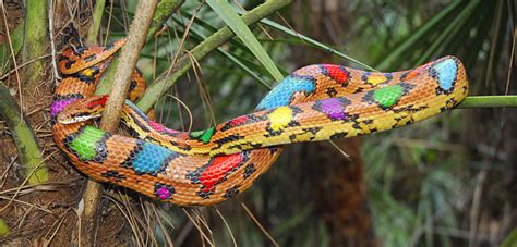 13 Most Beautiful Snakes In The World Owlcation