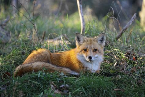 Renard Roux Zoo Sauvage De Saint Félicien