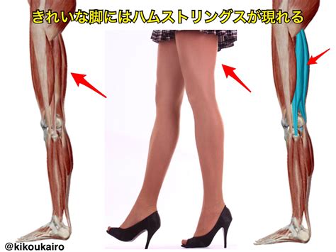 きれいな脚とハムストリングス | 高田祐希のからだづくり研究ノート