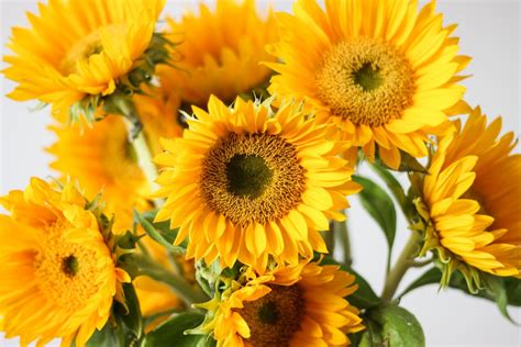 Free Stock Photo Of Closeup Of Sunflowers Heads