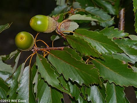 Chestnut Oak Quercus Prinus