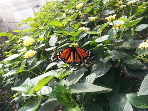 Make Sure To Visit The Butterfly Gardens When You Visit The Bronx Zoo