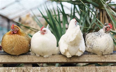 Chicken Breeds That Lay The Largest Brown Eggs Learnpoultry