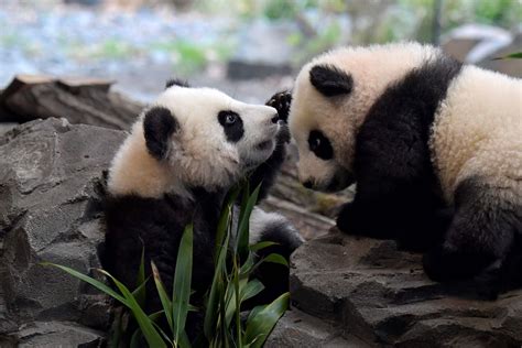 Berlin Zoo Prepares Cuddly Panda Cubs For Their Big Day Out