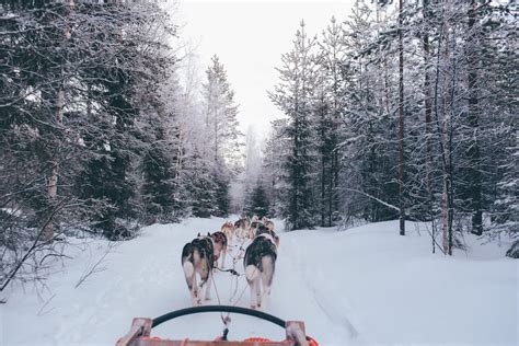 Book your tailored tour and holiday package to lapland. What to Know Before Your Husky Safari in Finland - Days to ...