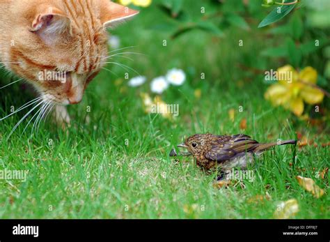 Domestic Cat With Bird Prey Hi Res Stock Photography And Images Alamy