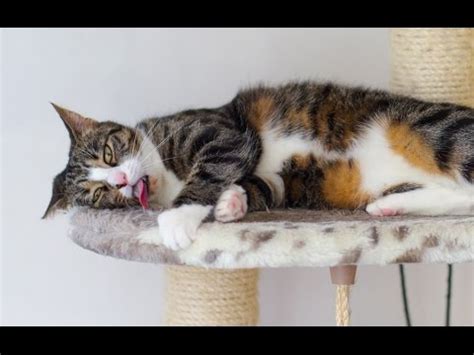This special pathway allows scents that not all cats will respond to the active compound in catnip. Catnip Overdose - Cats & Two Vacuum Cleaners - YouTube