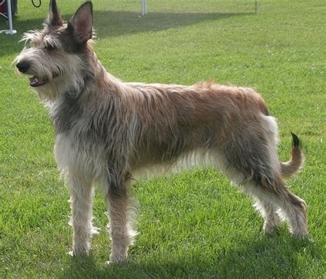 The berger picard, named for the picardie region in northeast france, is one of the oldest french breeds. Berger Picard dog breed information, pictures and facts ...
