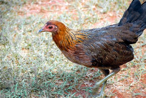 Chicken In The Wild Free Stock Photo Public Domain Pictures