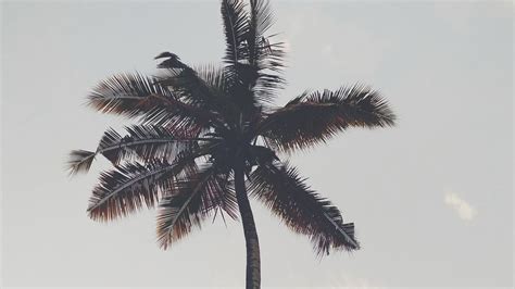 Wallpaper Palm Tree Branches Trunk Sky Bottom View Hd Picture Image