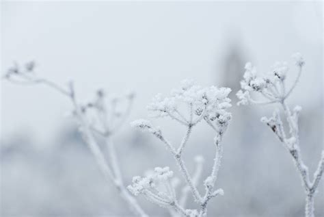 Wallpaper Monochrome Plants Snow Branch Ice Frost Freezing